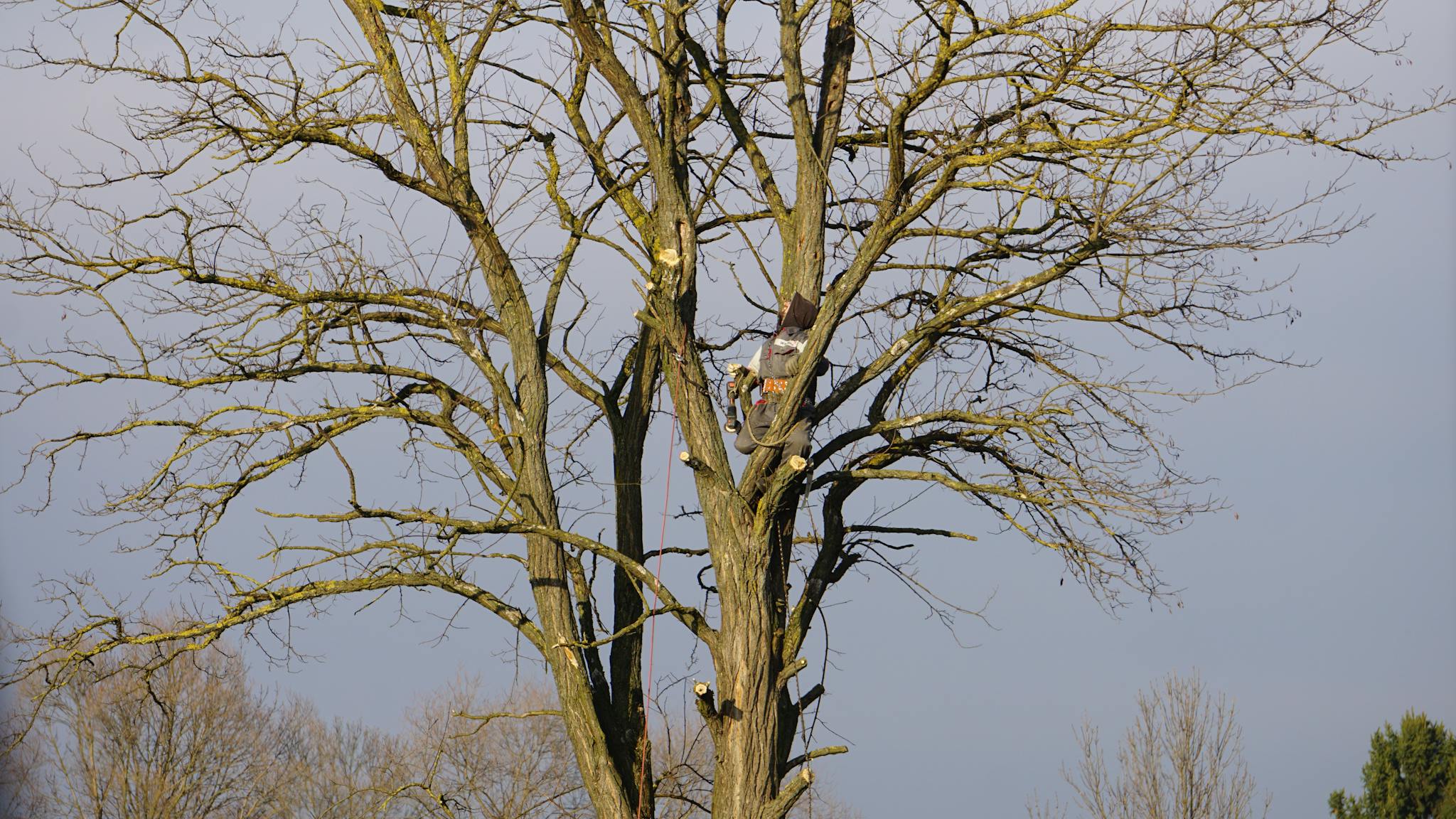 An arborist expertly climbs a tall bare tree on a clear winter day.
