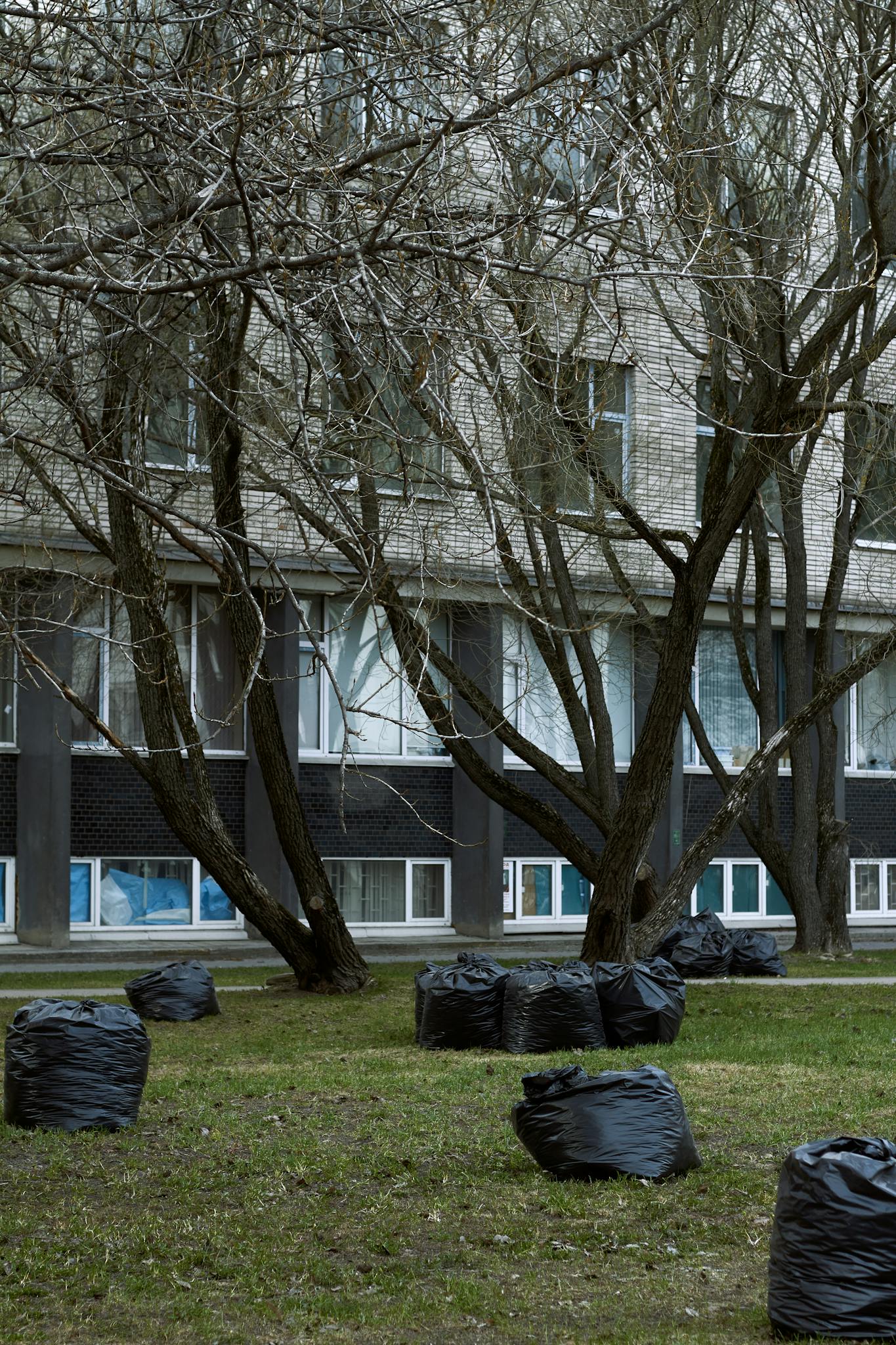 An urban residential area with trees devoid of leaves and multiple black trash bags on the grass.