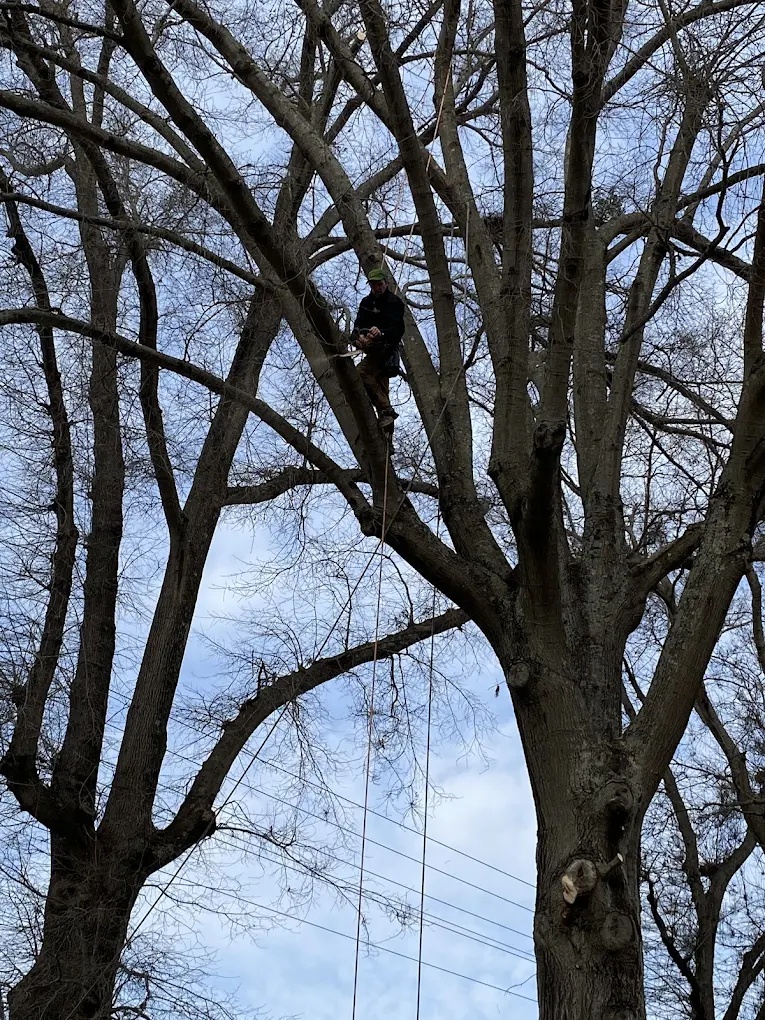 Arborist climbing high in the canopy using ropes for safe tree removal in Whitsett, NC