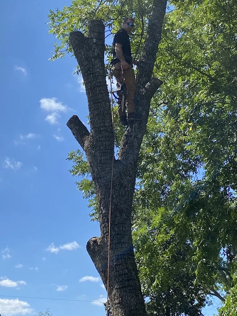 Certified arborist secured with climbing gear preparing for sectional tree removal in Winston-Salem, NC