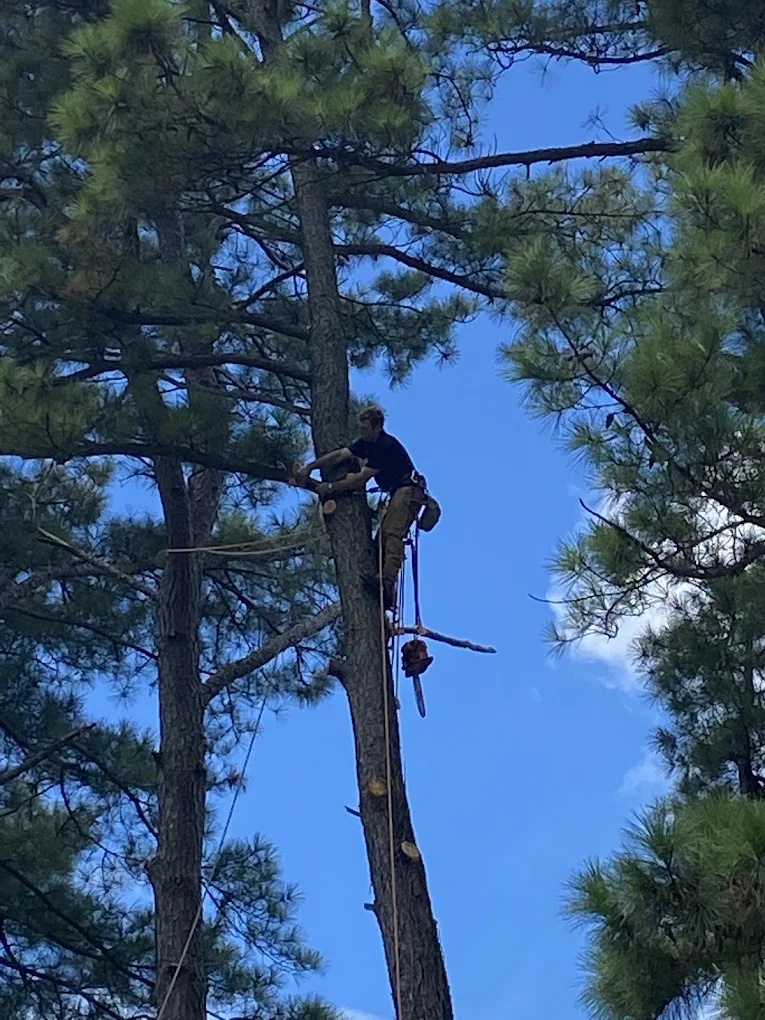 Certified arborist climbing a tall pine tree for safe trimming and removal in Greensboro, NC