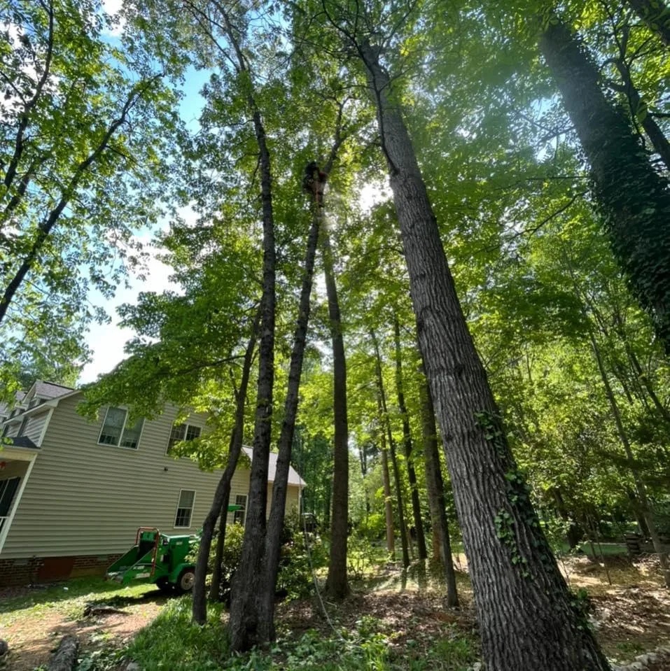 Professional arborist climbing tall trees using rope rigging for safe tree removal in Greensboro, NC