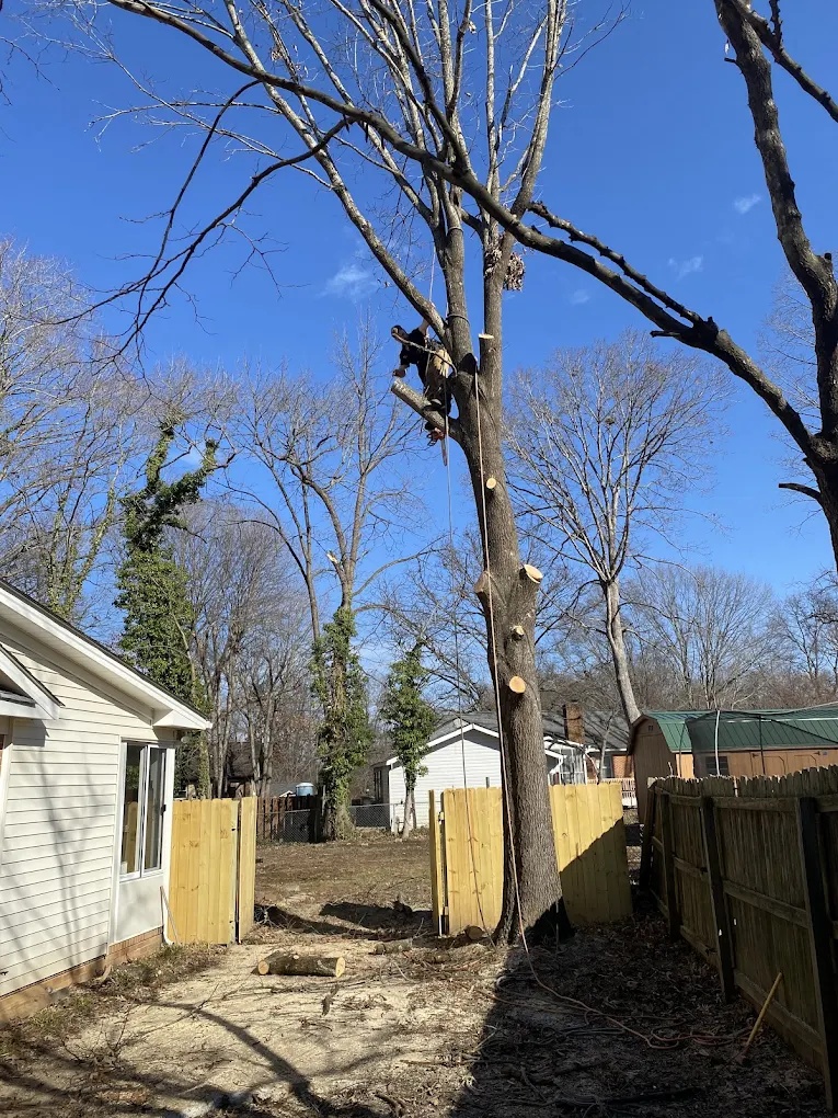 Arborist climbing and removing a large backyard tree in sections in Jamestown, NC
