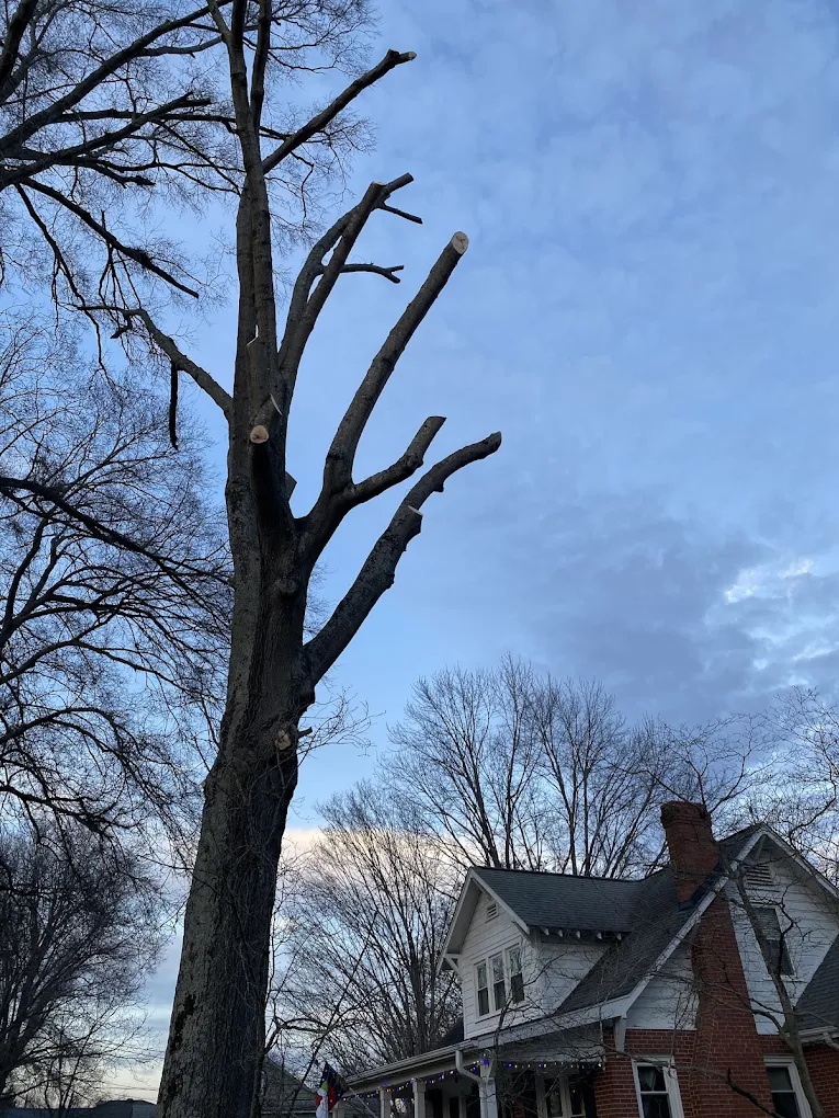 Large tree after heavy pruning to reduce storm risk near a home in Burlington, NC