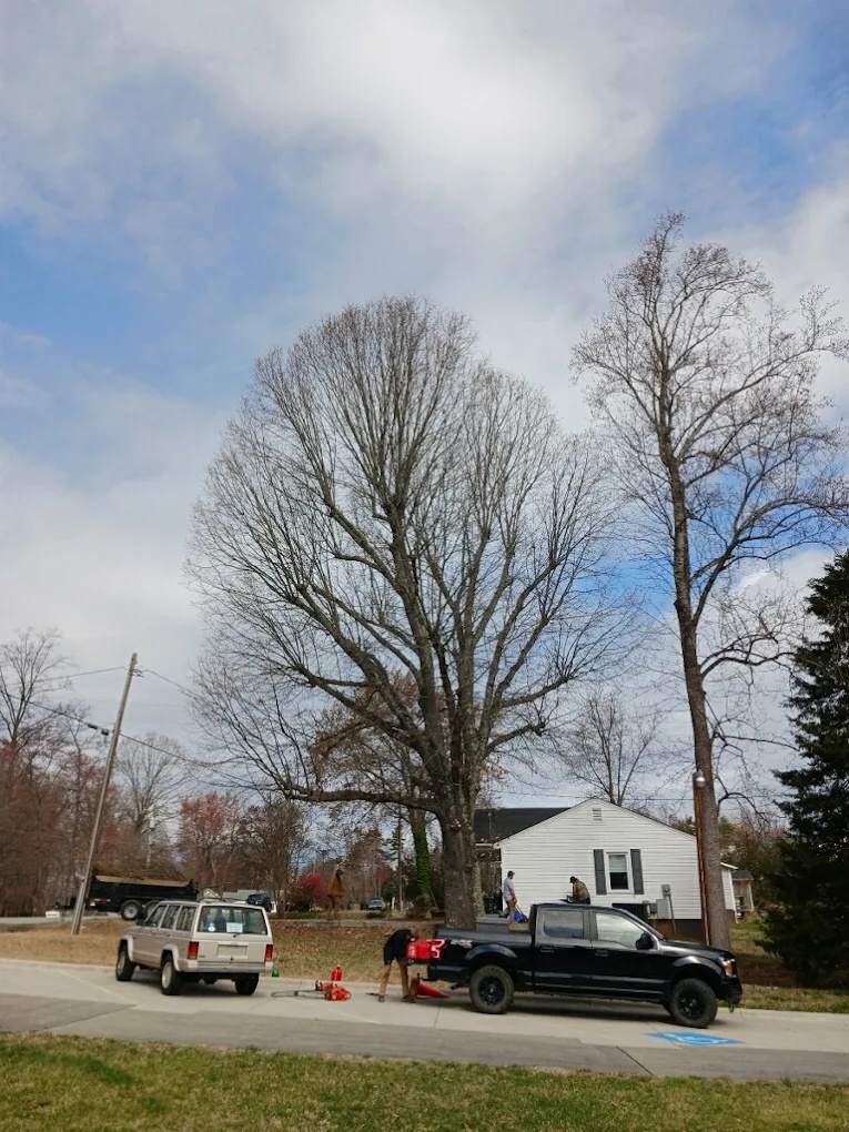 Tree removal job setup with trucks and gear staged near a large shade tree in Thomasville, NC
