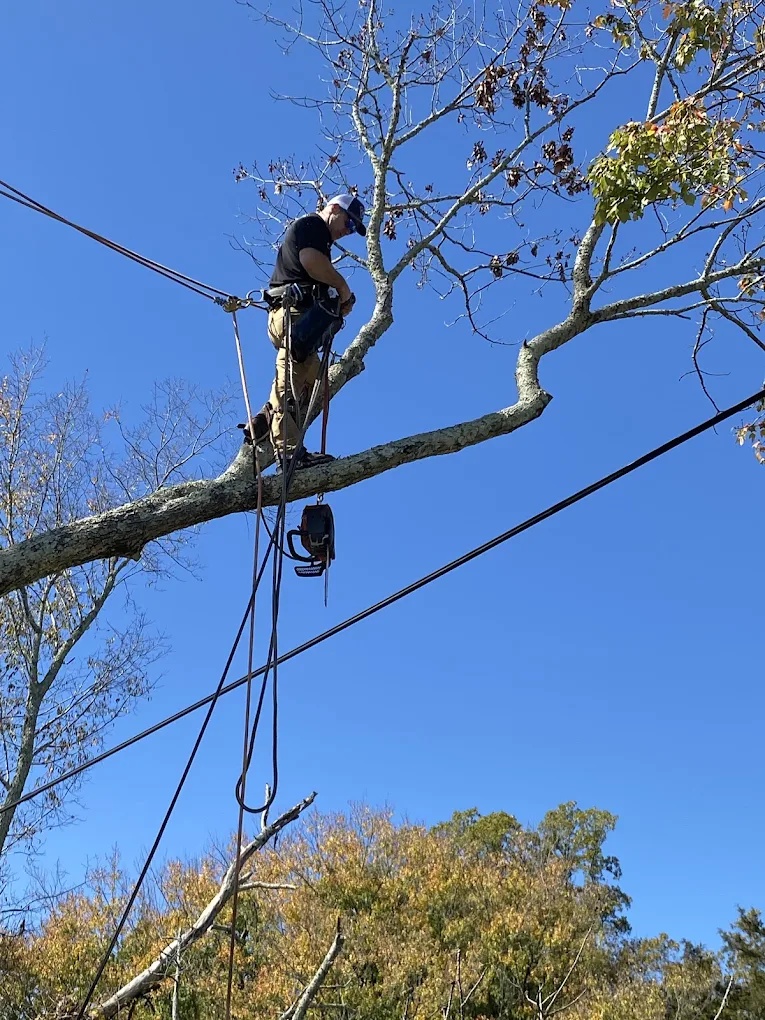 Expert arborists performing structural pruning on a mature White Oak in Greensboro's Starmount neighborhood.