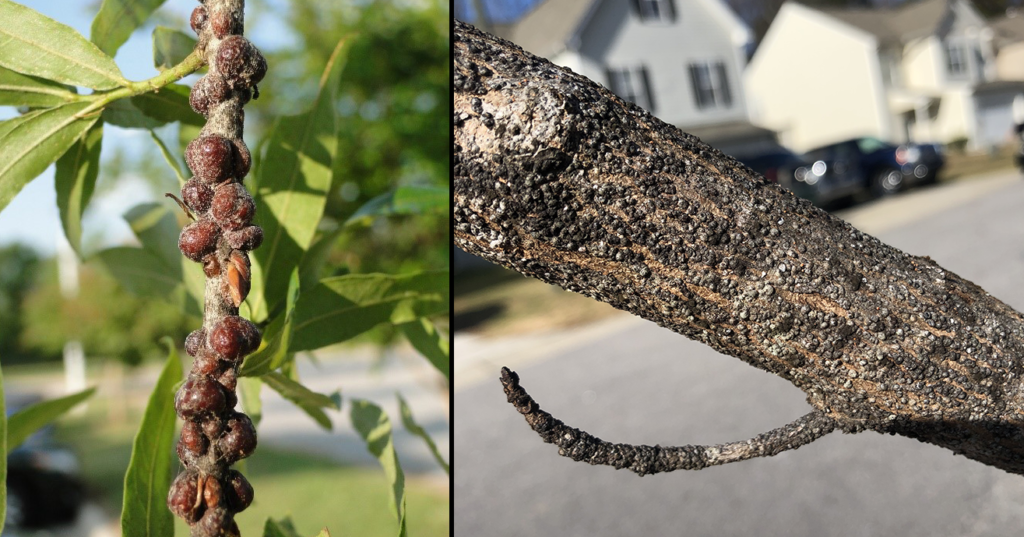scale-insects-trees-damage