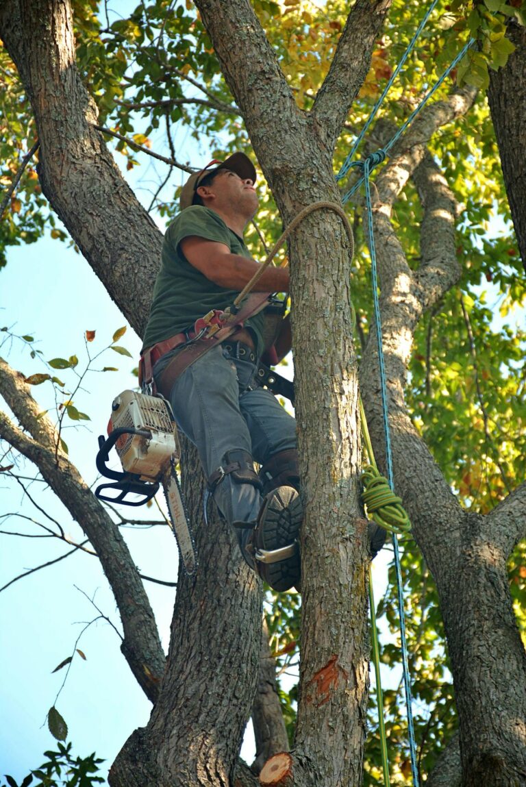 Skilled arborist in safety gear climbing a tree with a chainsaw for maintenance in Whitehouse, Texas.