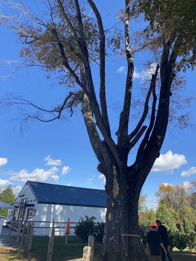 Rapid response crew removing fallen limbs after a severe storm in the historic Fisher Park area of Greensboro.
