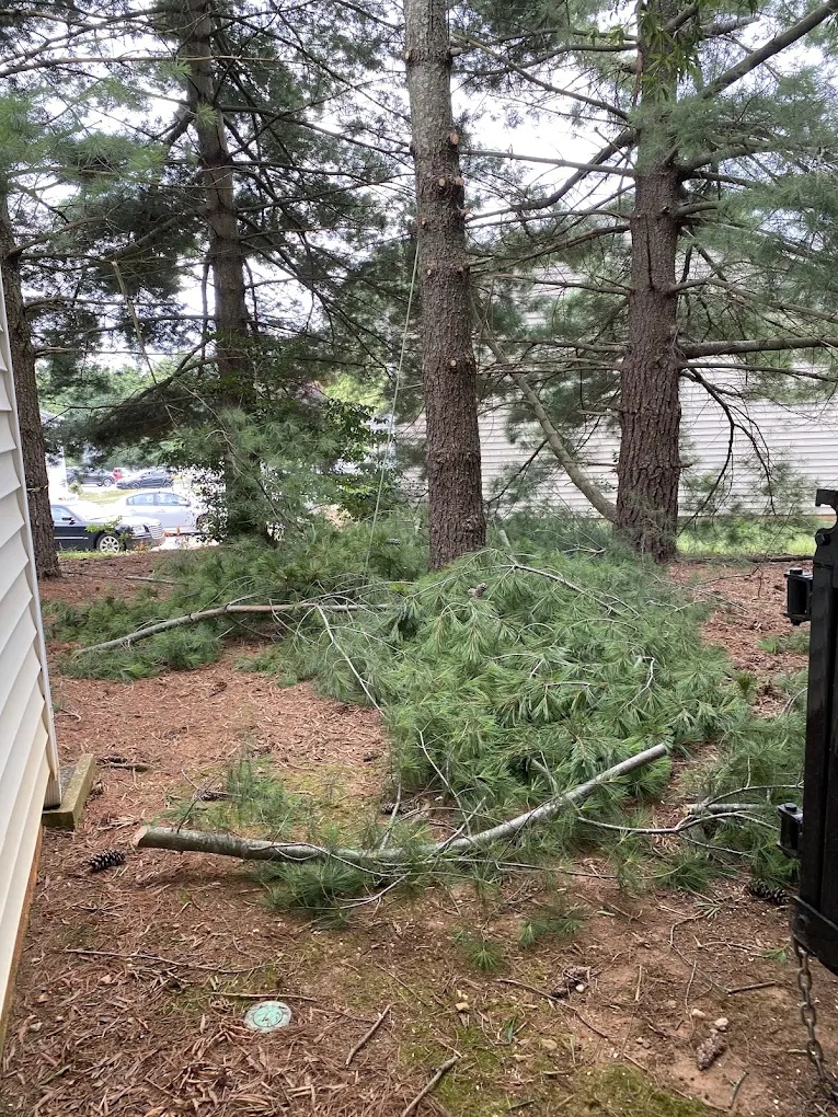 Storm damage cleanup with fallen pine branches removed from a yard in Greensboro, NC
