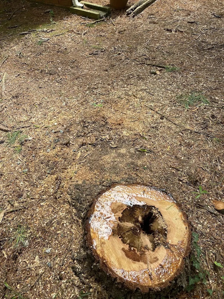 Tree stump after removal, ready for stump grinding service in Greensboro, NC