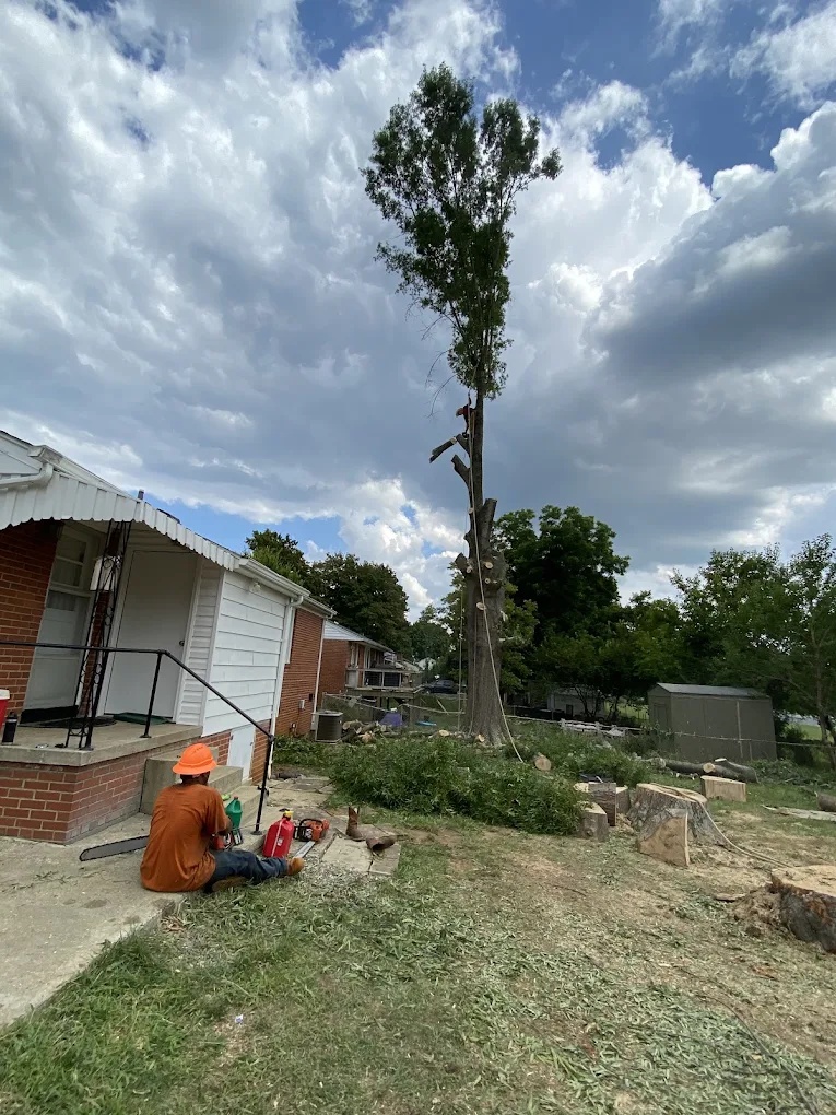 Large tree being removed in sections with an arborist on the trunk in Summerfield, NC