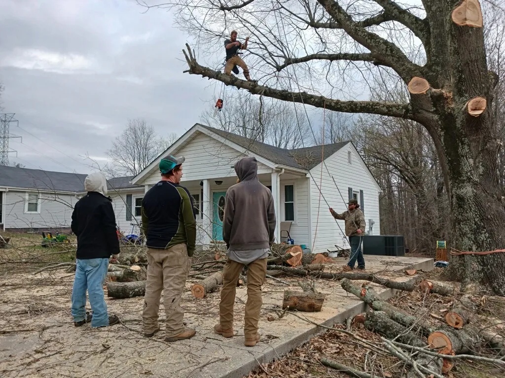 Tree removal crew guiding heavy limbs down safely with rope rigging in Eden, NC
