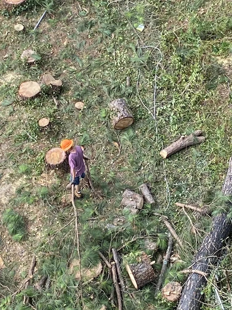 Tree removal cleanup with cut logs and branches cleared from a residential yard in Greensboro, NC