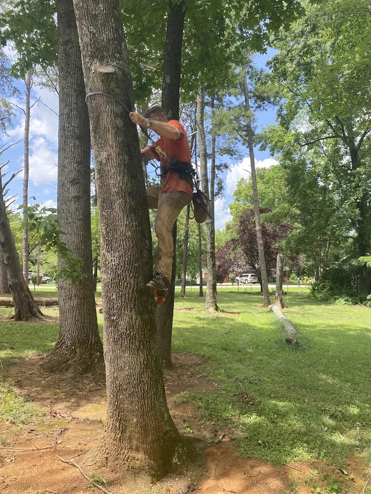 Professional tree removal crew safely dismantling a large oak tree in the Irving Park neighborhood of Greensboro, NC.