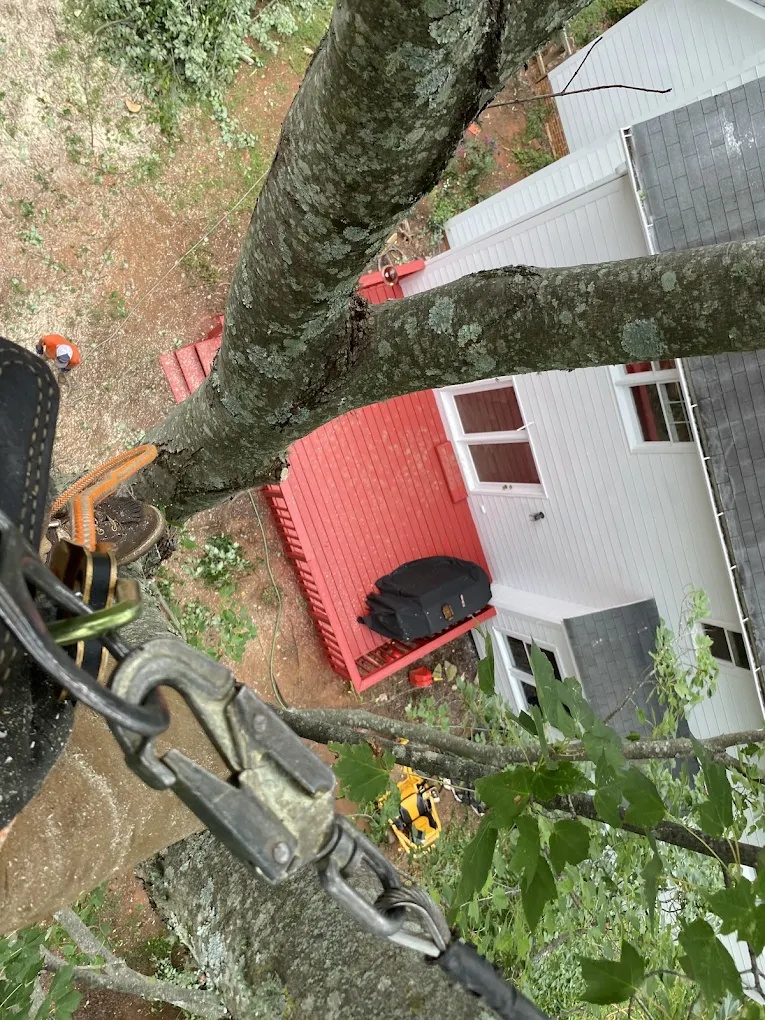 Arborist performing safe tree removal near a home roof using rigging in Greensboro, NC