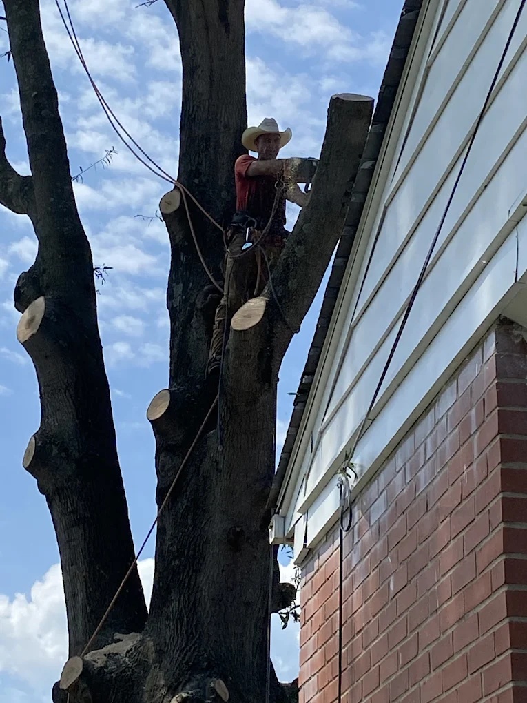 Arborist performing safe tree removal near a home roof using rigging in Greensboro, NC