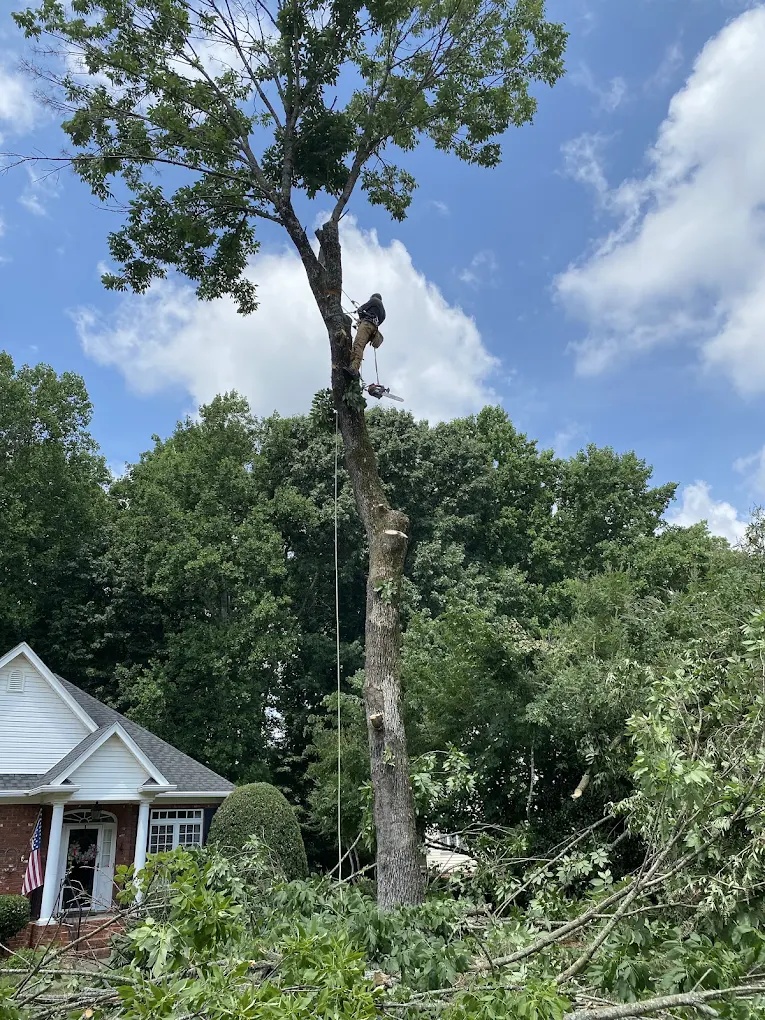 Certified arborist working between large trees with rope rigging for safe removal in Gibsonville, NC