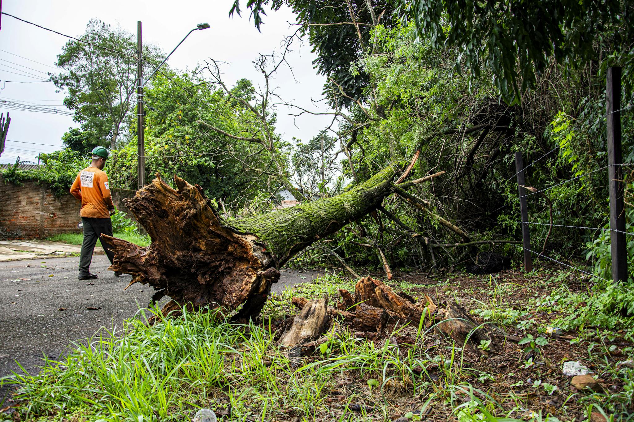 Worker clearing fallen tree on street after storm in Londrina, Brazil.